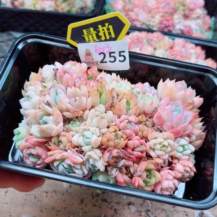 多肉植物多肉植物