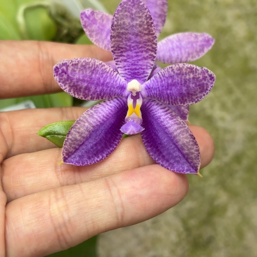 当前无花朵，栽培后可花朵A5687yss1230