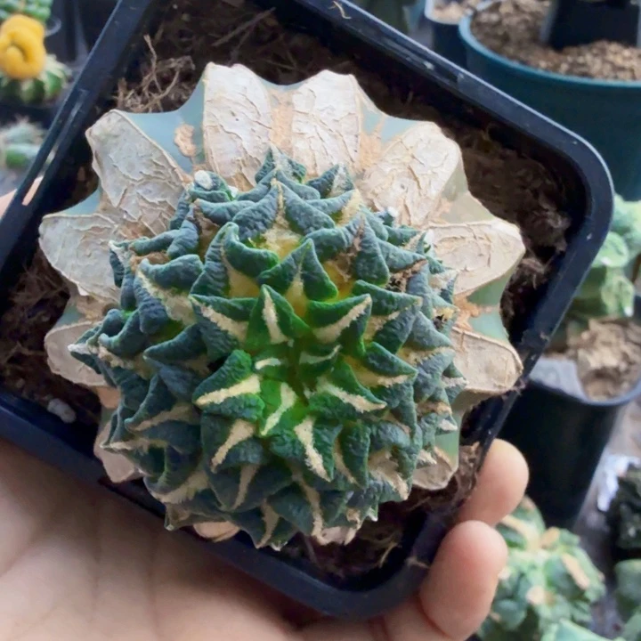 骑***阳956象足黑牡丹仙人球