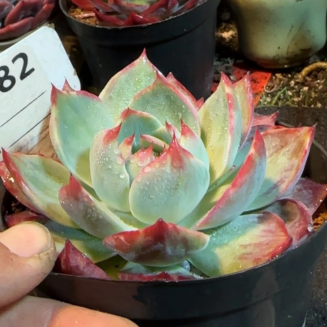 惊鸿一物一拍包装收缩花旱682