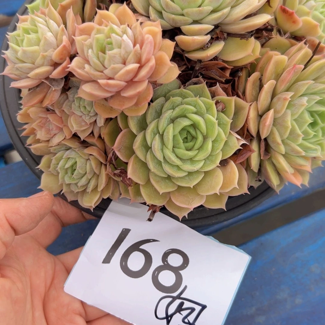 珊*妞168:）好更胡吃海喝v聚聚