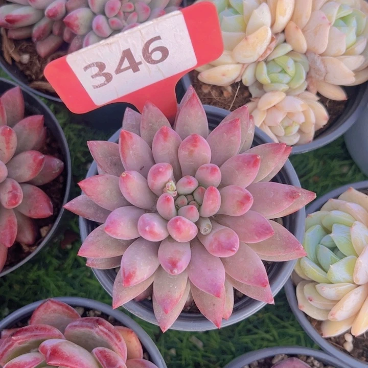 健健康康平平安安