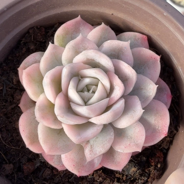 雪球锦 多肉锦 腹轮锦