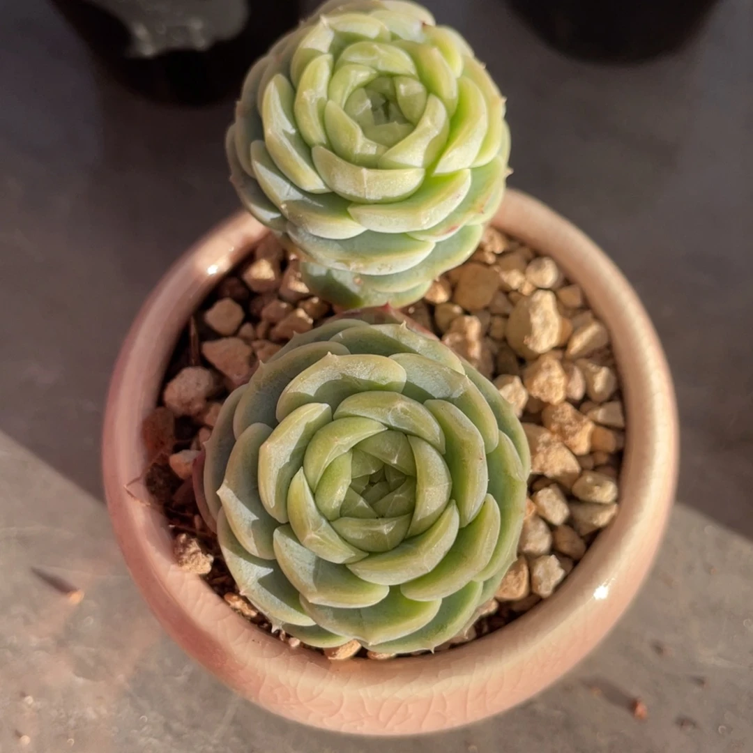 冰姬双头7公分左右