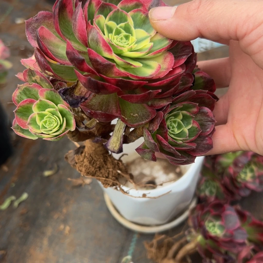 @***雪多肉植物693脱的的