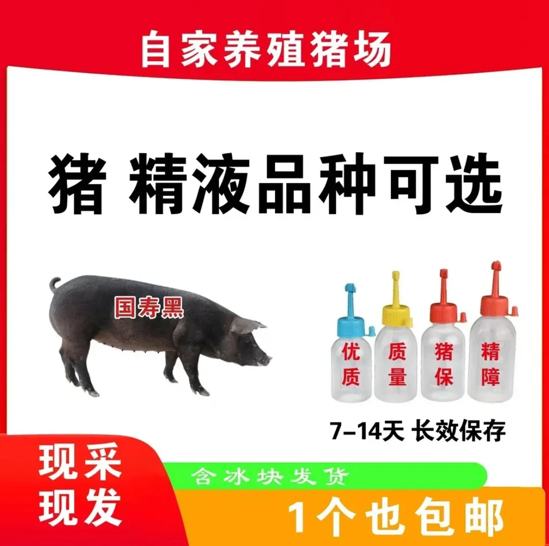 国寿黑种公猪精液瓶当天现采一件包邮生态养殖批发输精管猪用耗材