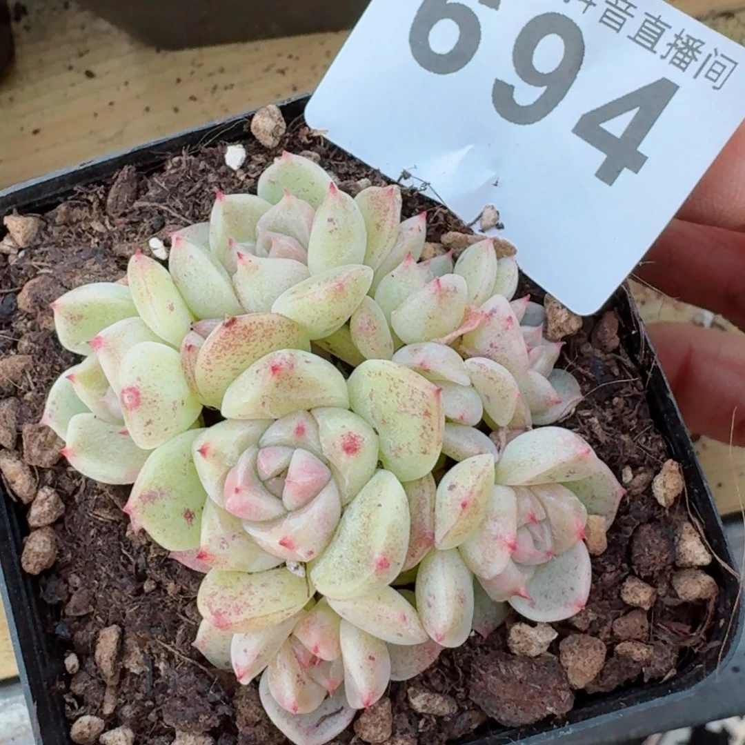 小白糖珍妮         精品多肉