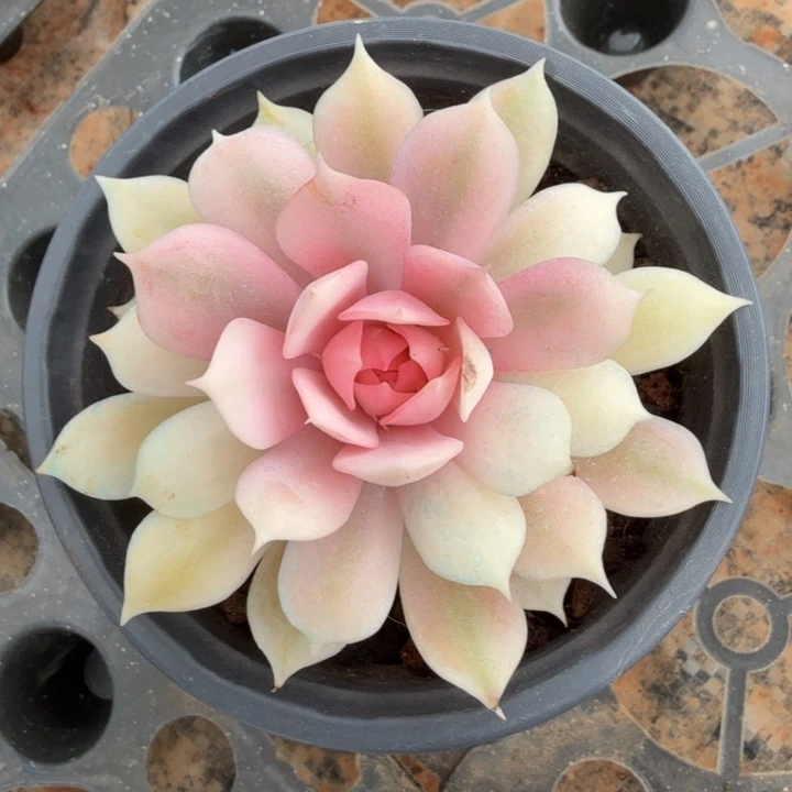 粉蝶锦腹轮锦多肉锦