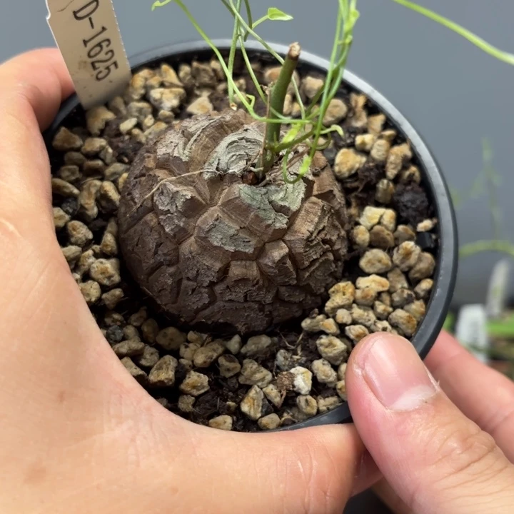 1625 南非龟甲龙带盆包邮