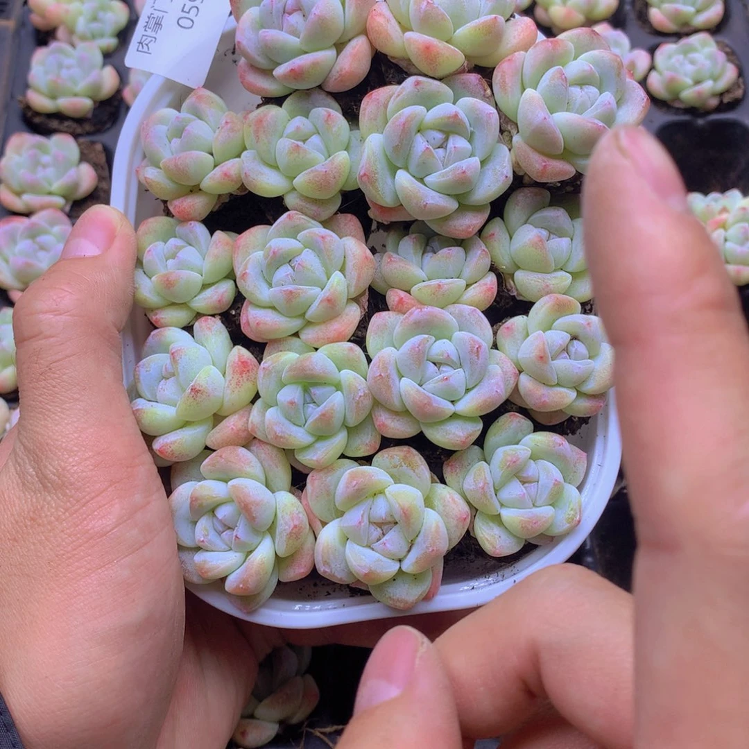 我要去看你了啊我059