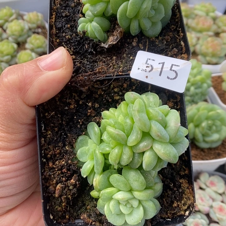一物一拍一物一拍1115-515
