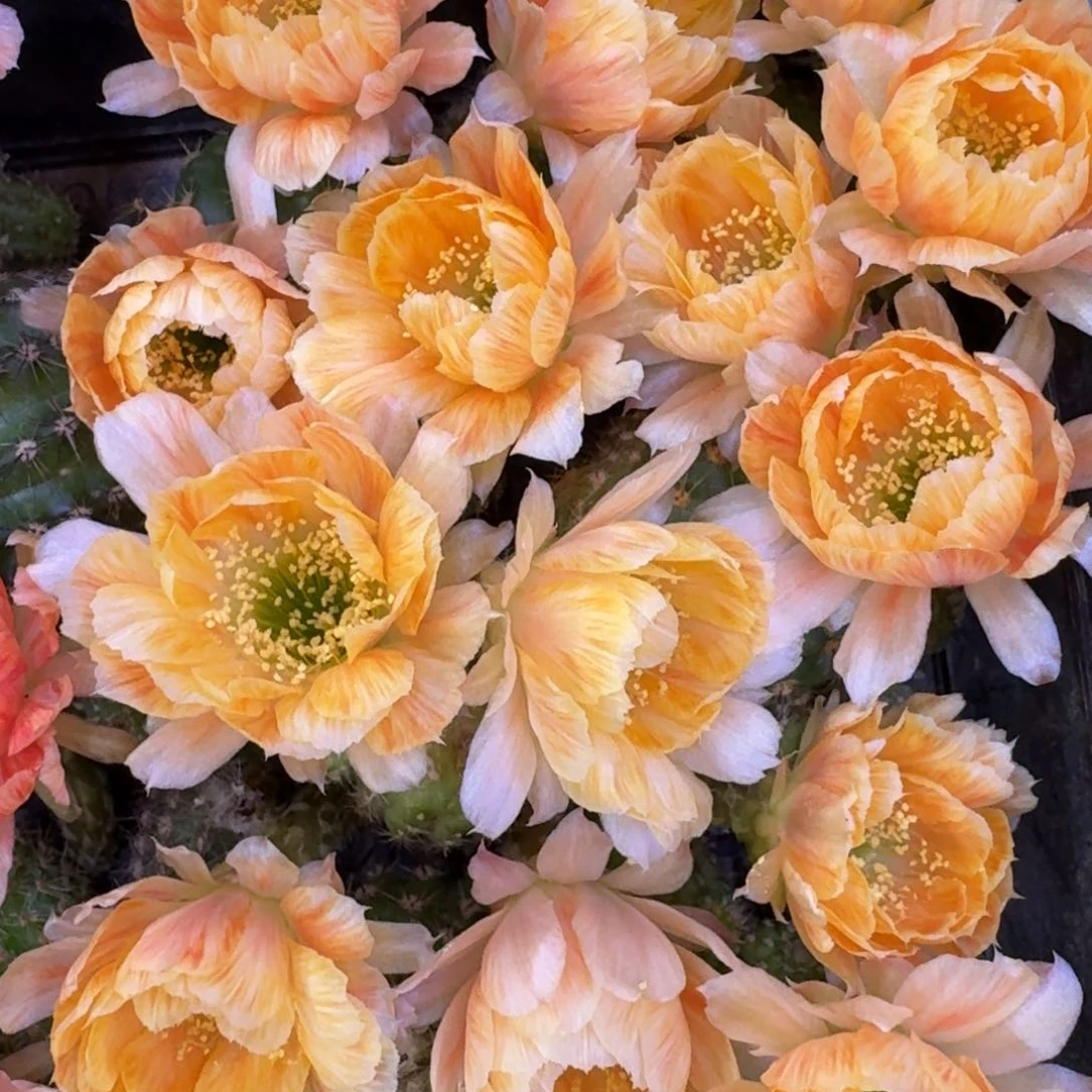 308丽花西施歪3公分左右无根侧牙，20包邮