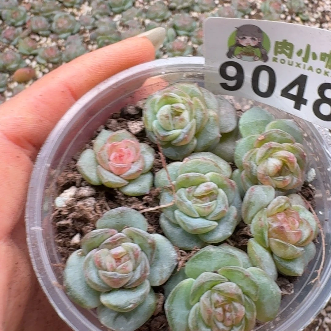 多肉植物多肉植物