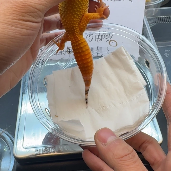 豹纹守宫蜜橘妹妹