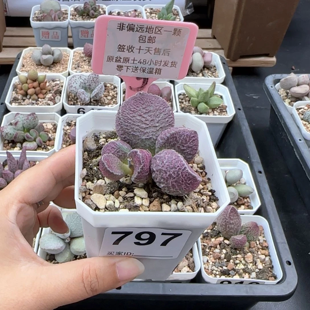 797哈莫猪肝多肉植物