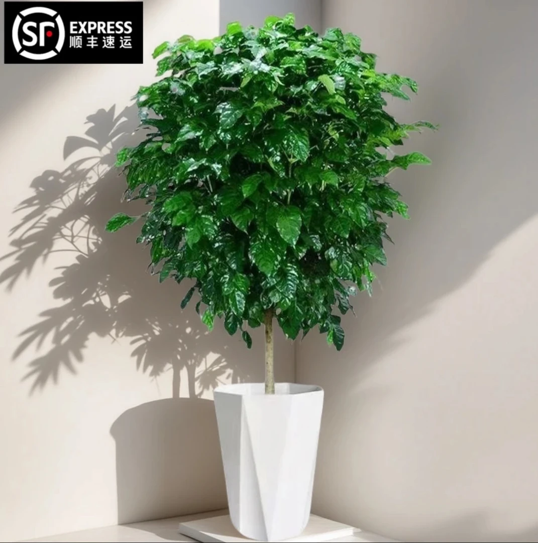 【顺丰包邮】1.1-1.2米棒棒糖幸福树大型室内好养耐活绿植