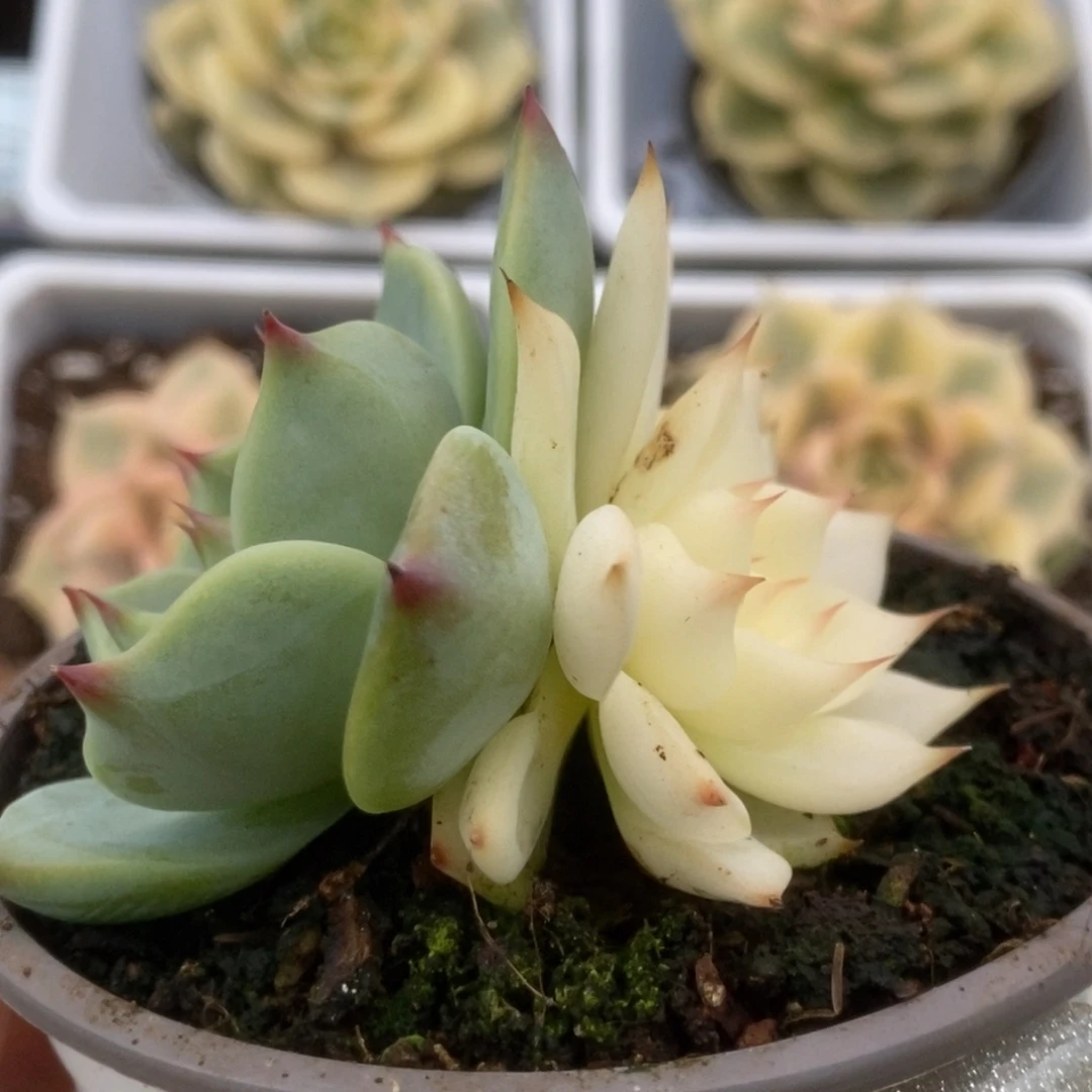 028锦锦锦锦锦锦锦锦