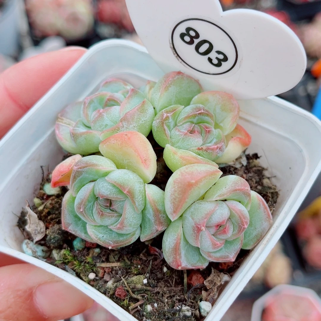 803号小老桩珍妮群