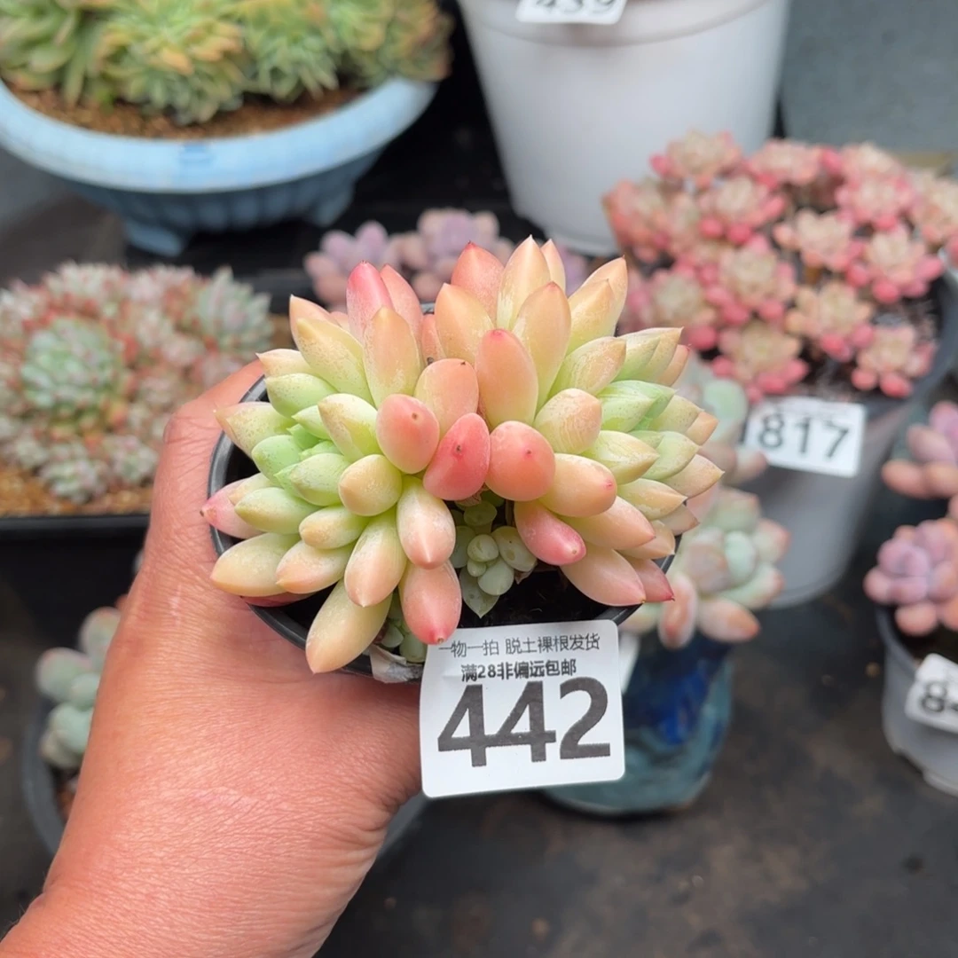 星空美人无盆土发货