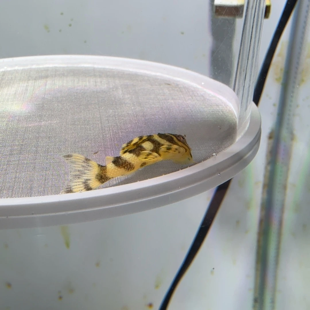 工具鱼42号皇室333