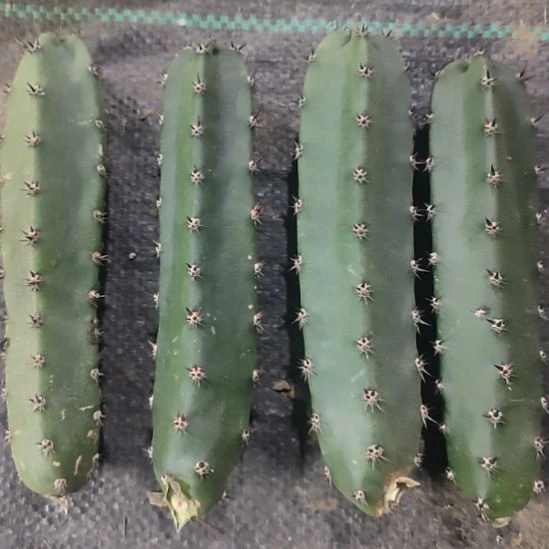 仙人球黑刺袖普侧芽15-18公分