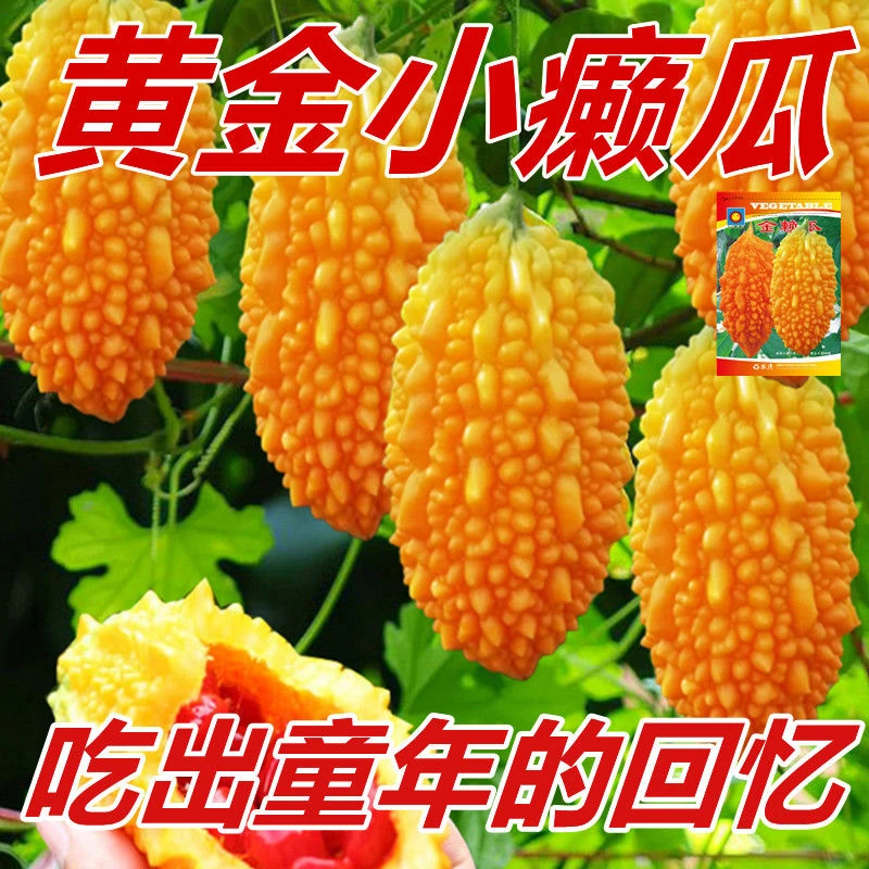 黄金小癞瓜秧苗赖葡萄苗四季种植水果赖葡萄苗高产秧苗