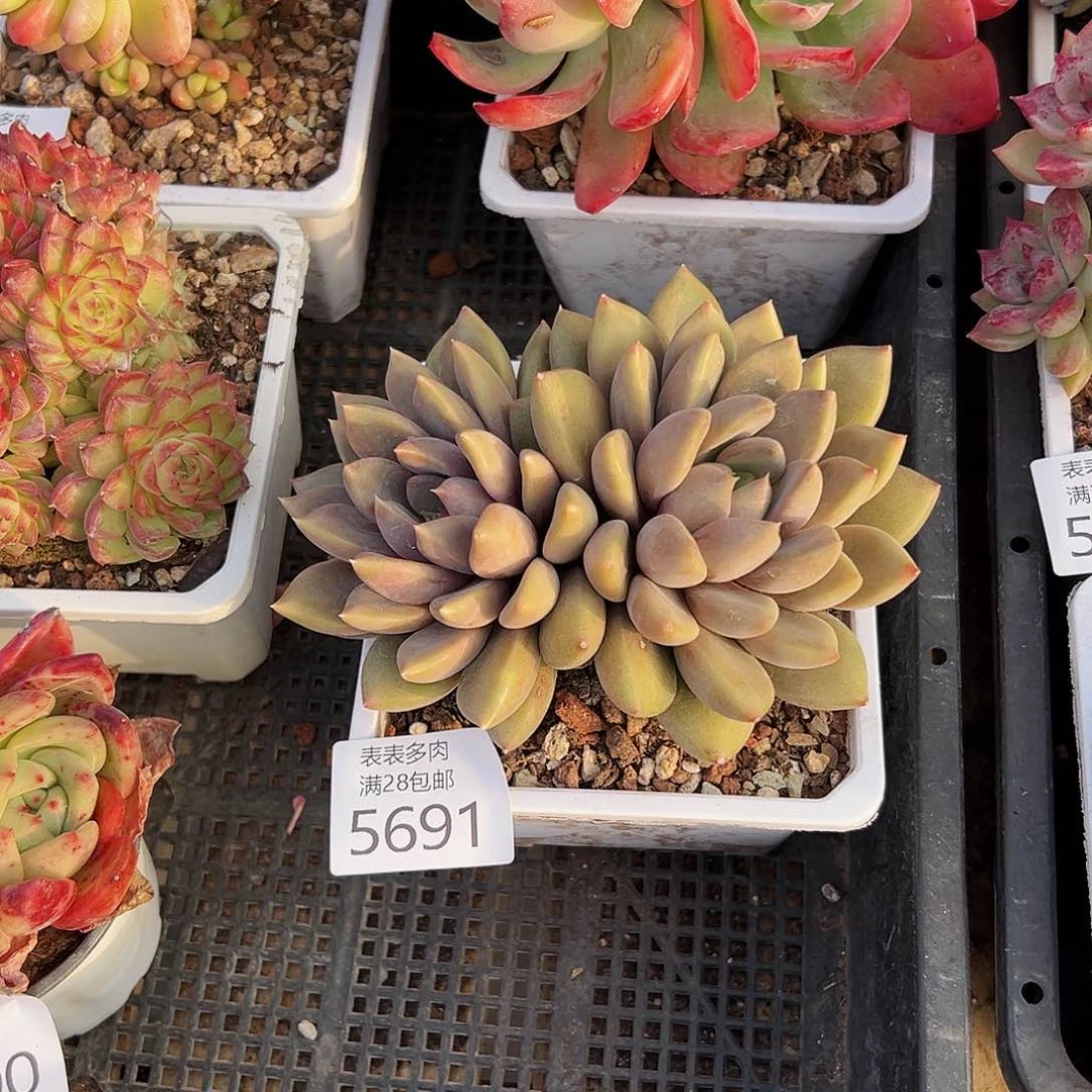 9号冬**梅我们的确是一5691