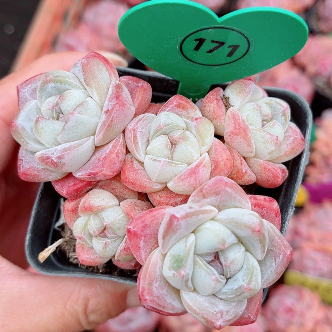 171号小老桩冰玉群