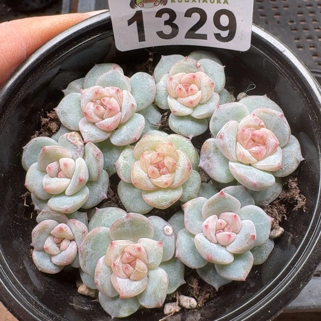 多肉植物多肉植物