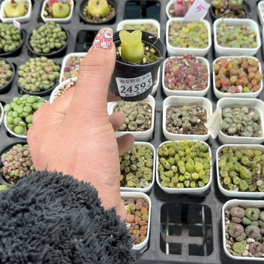 ?****?24595一物一拍单头发货