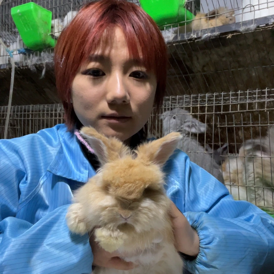 宠物兔英系安哥拉兔