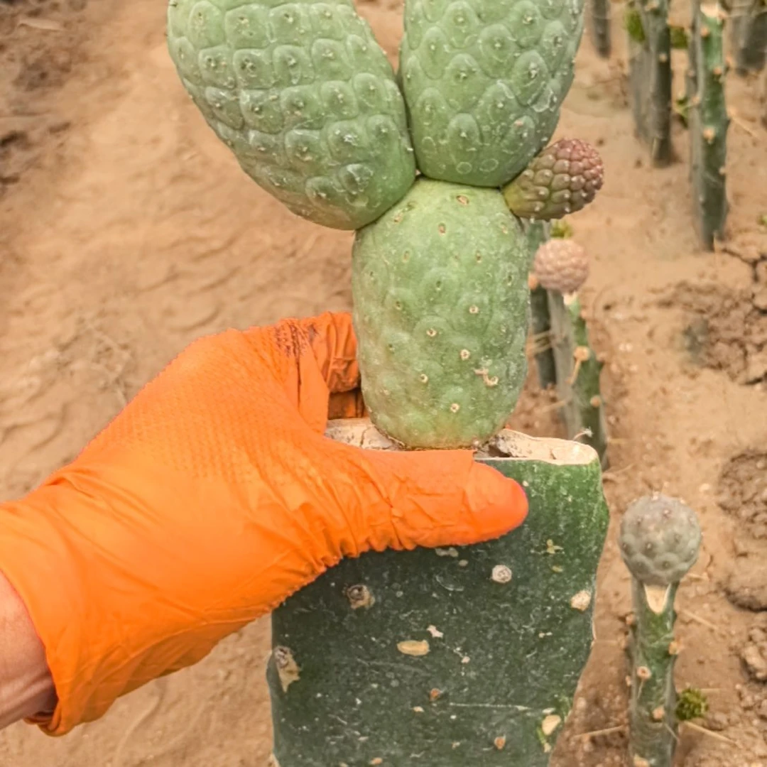 流***光习志野仙人球直播