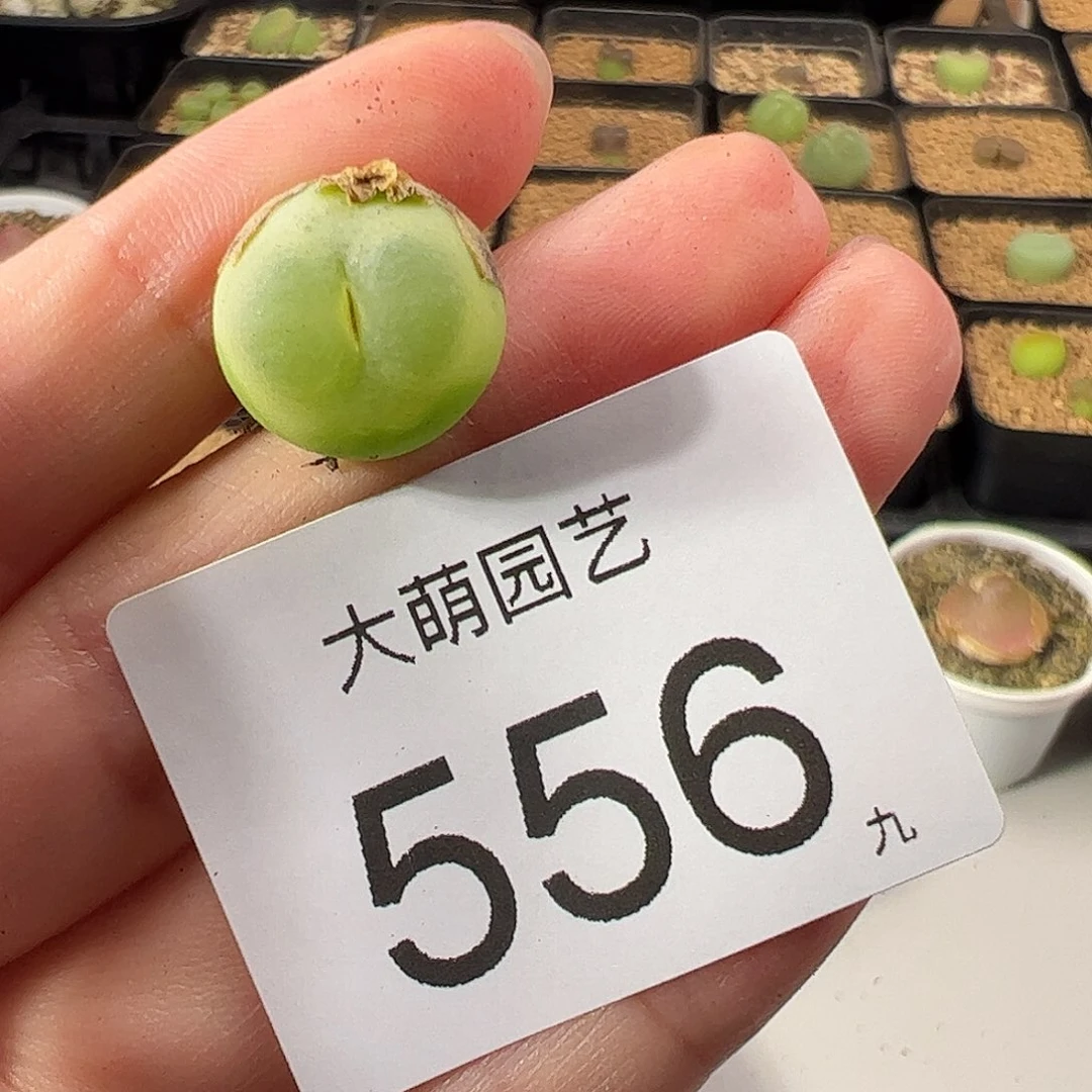一物一拍             556
