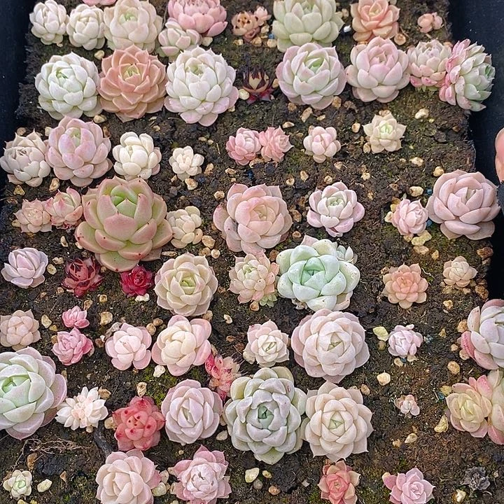 42 多肉植物盆栽花卉植物