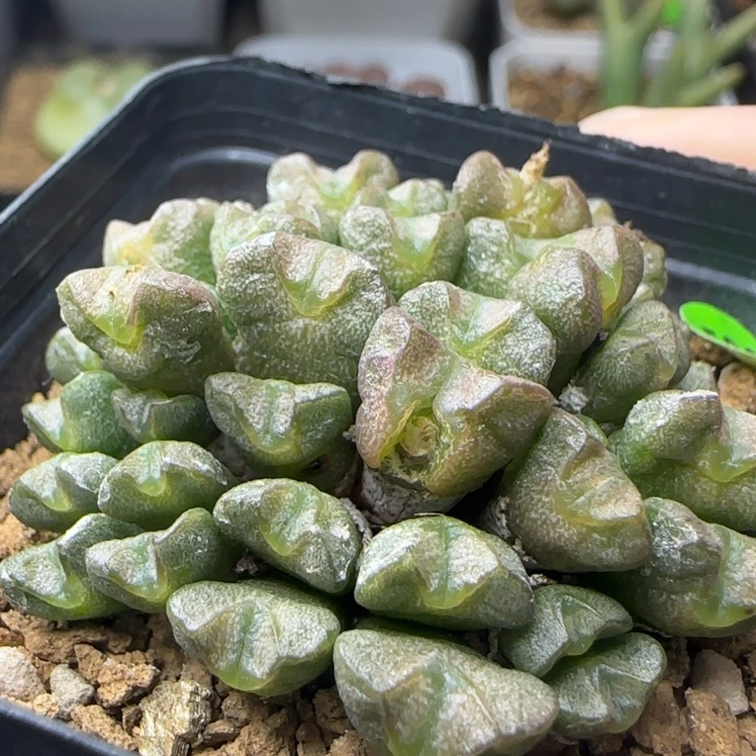 透明嘟嘟嘴多肉植物586