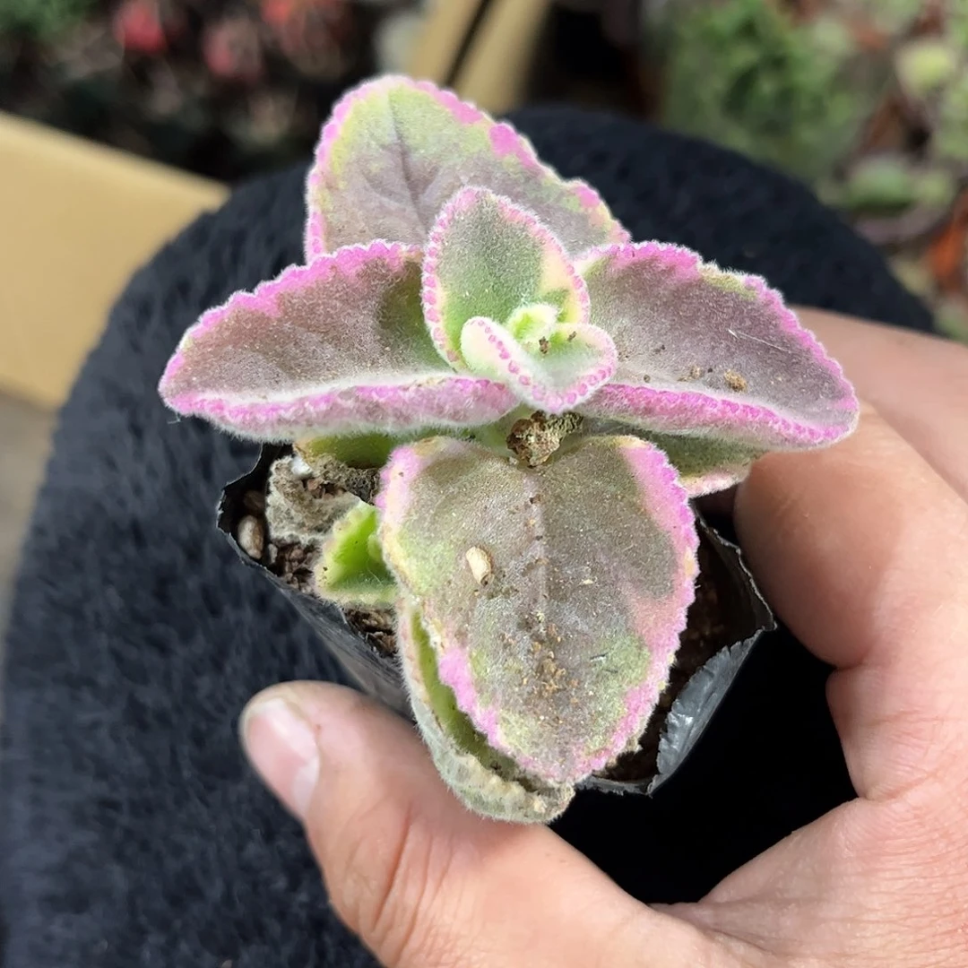 香妃单头发货有根发货