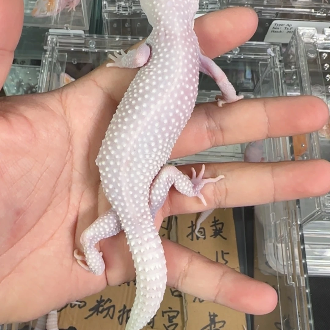 豹纹守宫雪花恶魔白酒妹妹大压成