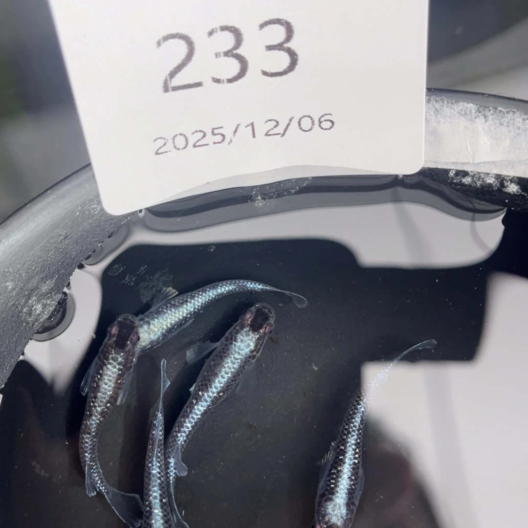 青鳉鱼233午夜裙摆五尾