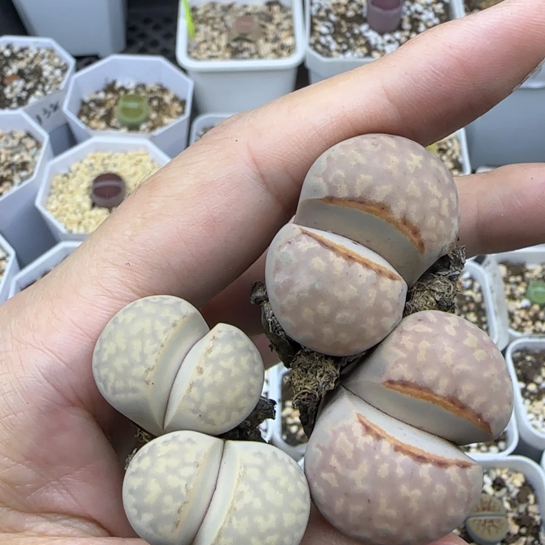 22大双头彩唇清框福利30包邮