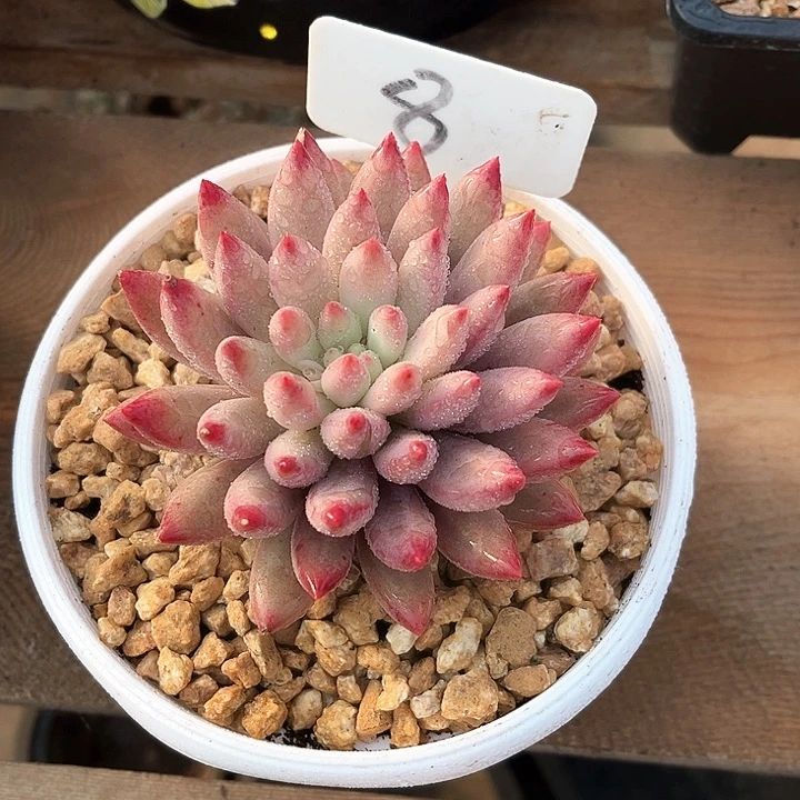 我是第一百个为妖刀应援滴打酱油