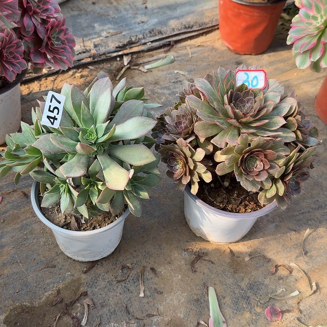 有断枝特价2个30号457号