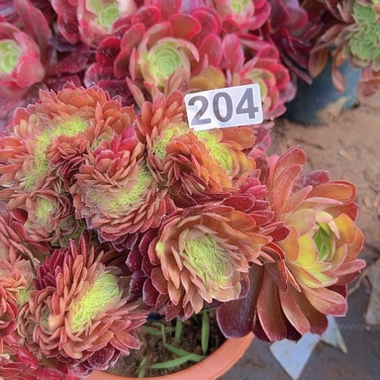 阳*多肉植物一个