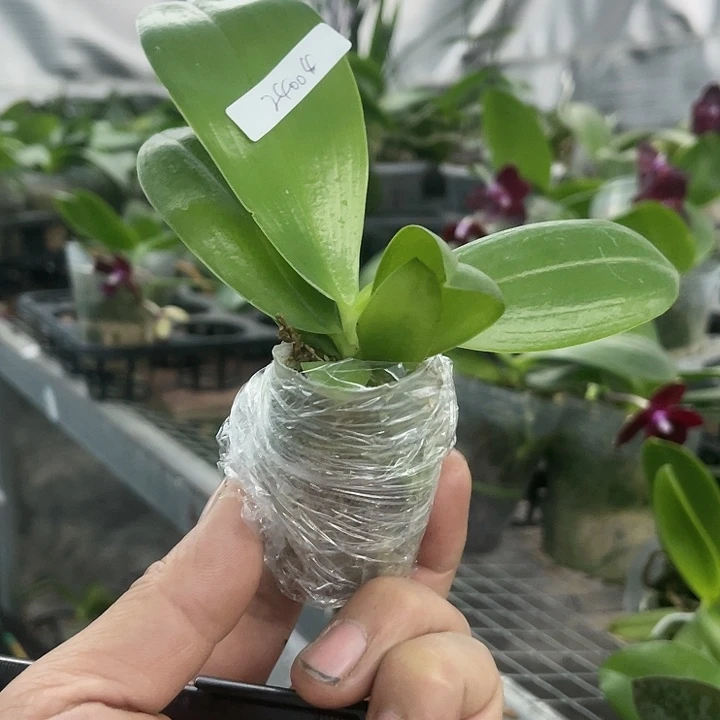 当前无花栽培后可以开花