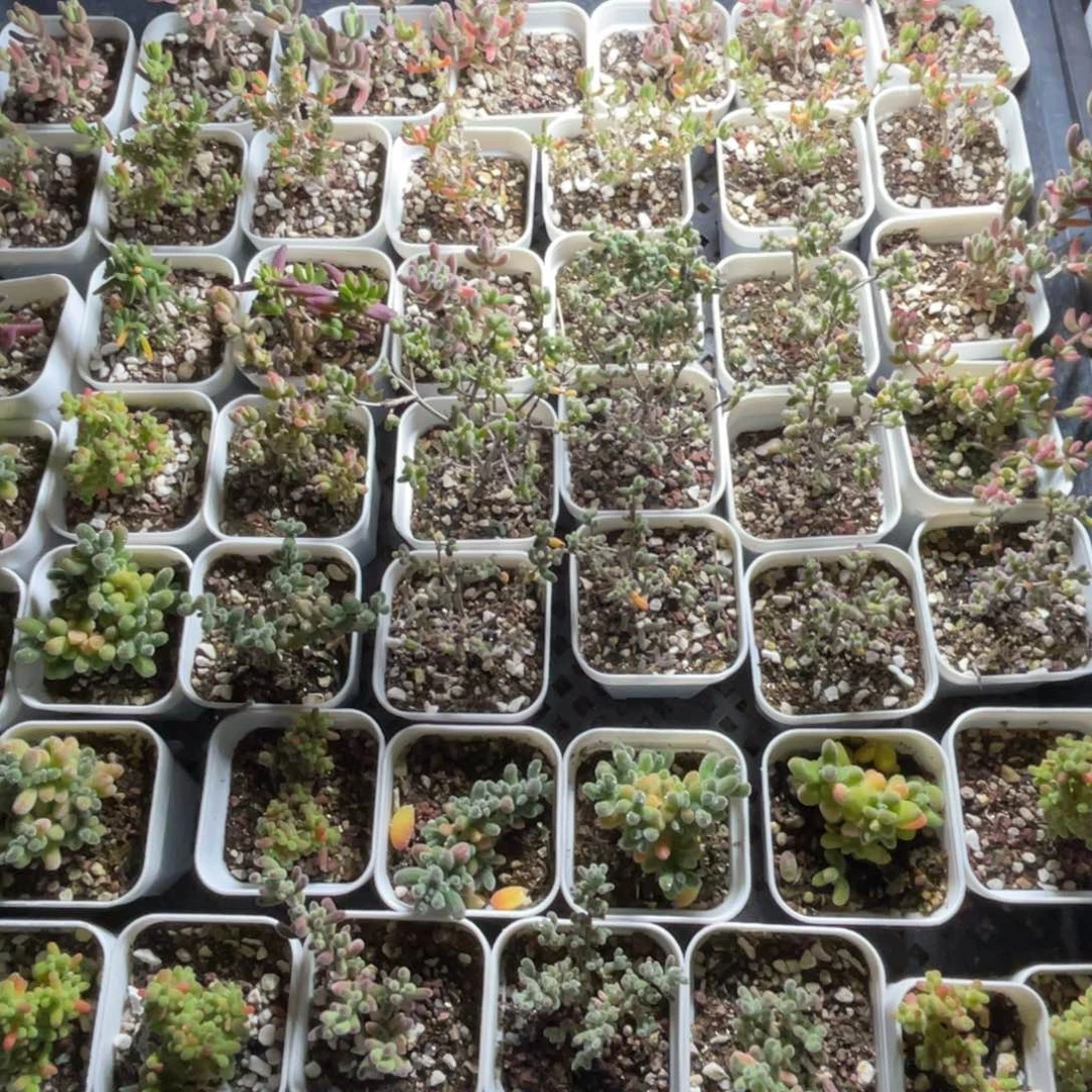 9.9～25一盆挑好再拍