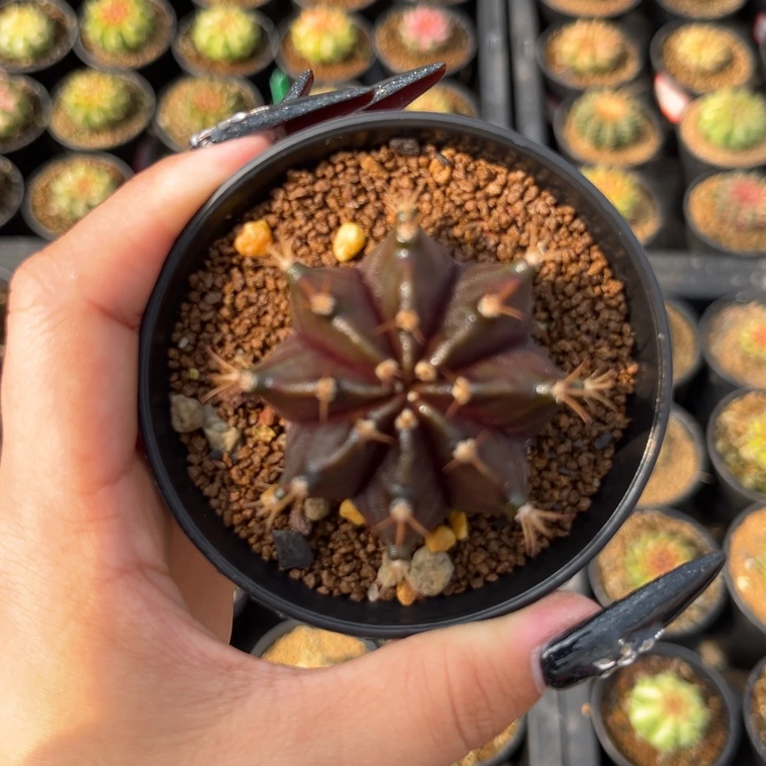 黑寡妇 实生 带盆土