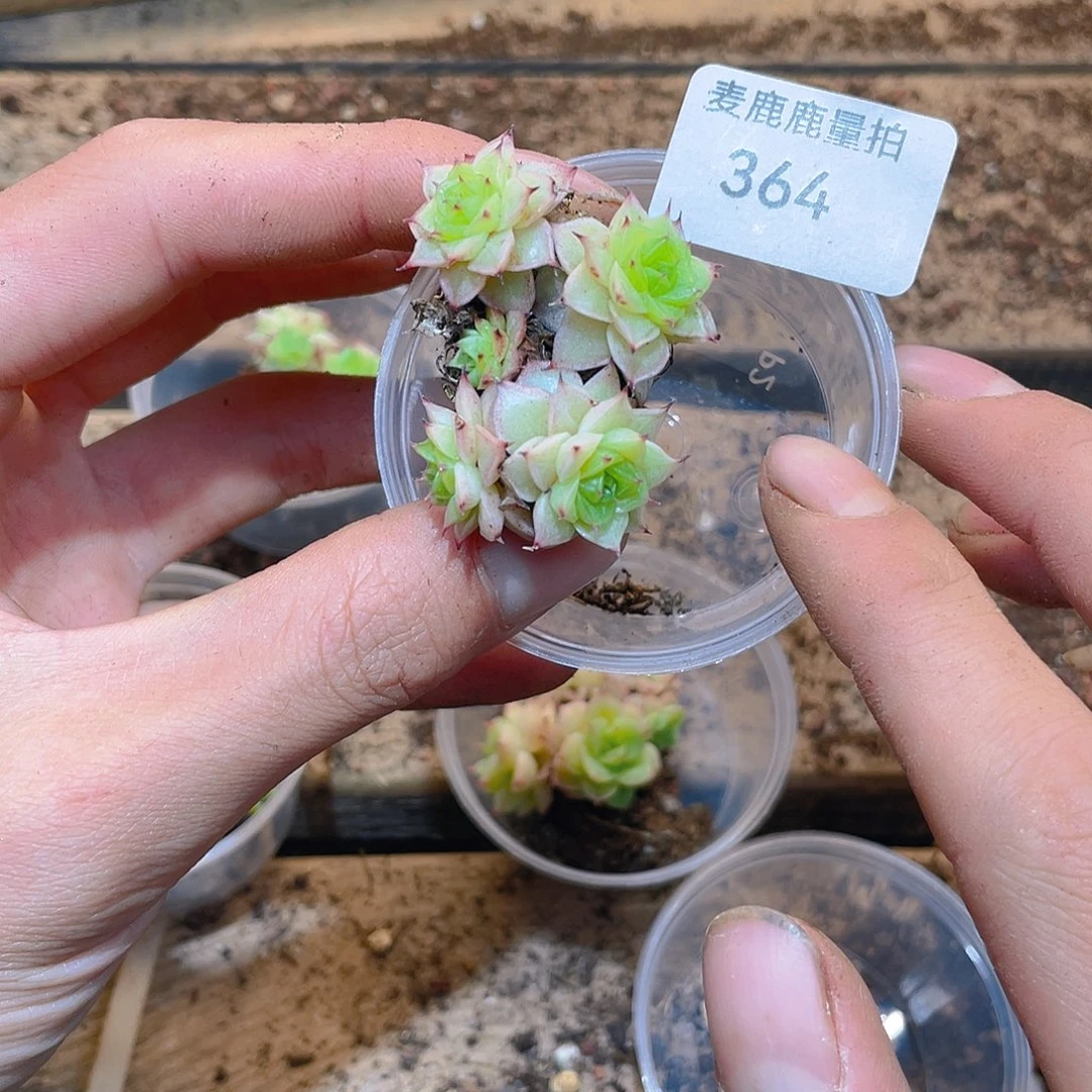 364镜翎珍妮。   量拍