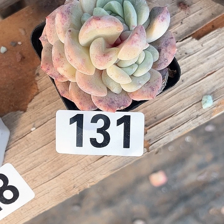 阿****德多肉植物一物一拍