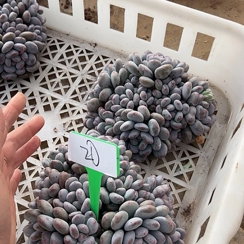 20香香雪2个脱我土