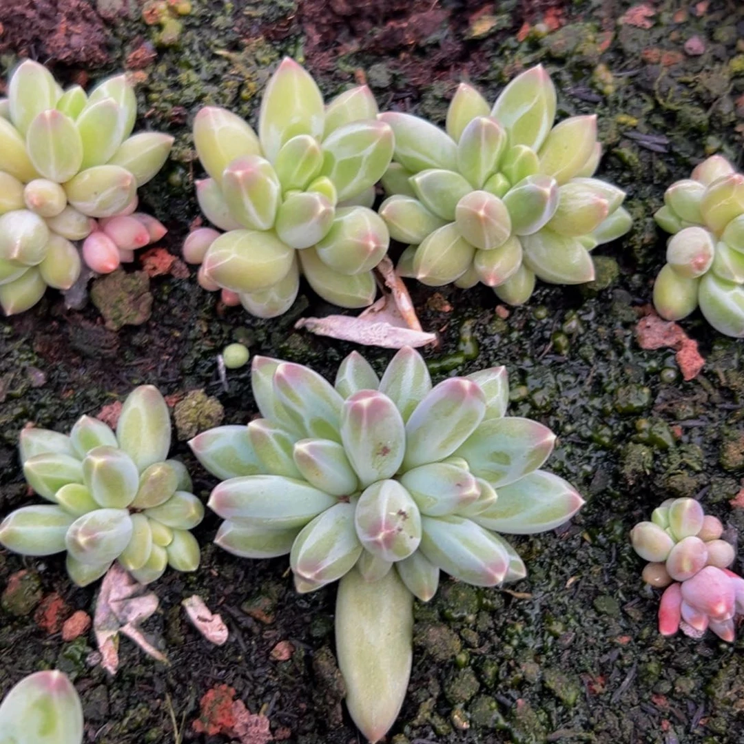 15颗大小不等好好好好