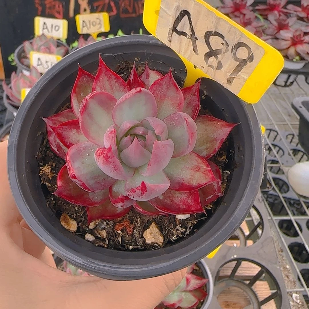 小*A89 惊鸿仙子多肉